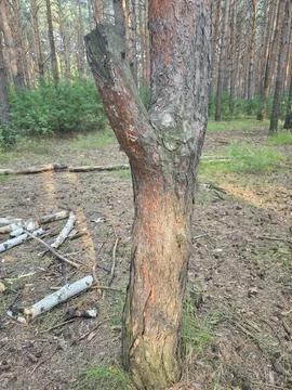 Damaged tree trunk in pine forest Stock Photos