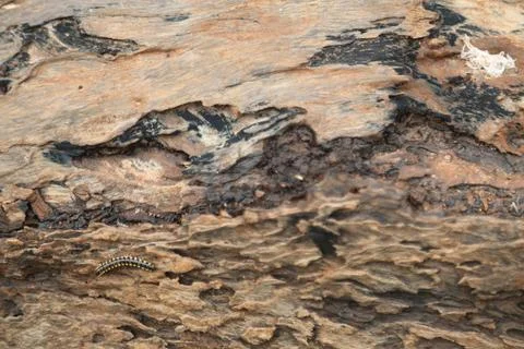 Damaged Tree Trunk texture macro shot Stock Photos