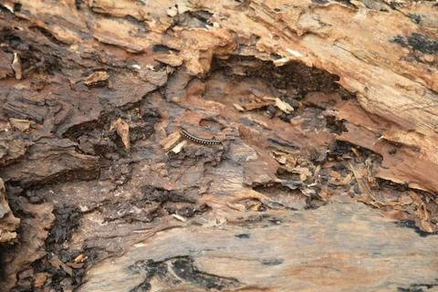 Damaged Tree Trunk texture macro shot Stock Photos