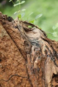 Damaged Tree Trunk texture macro shot Stock Photos
