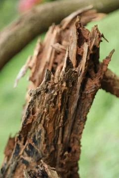 Damaged Tree Trunk texture macro shot Stock Photos
