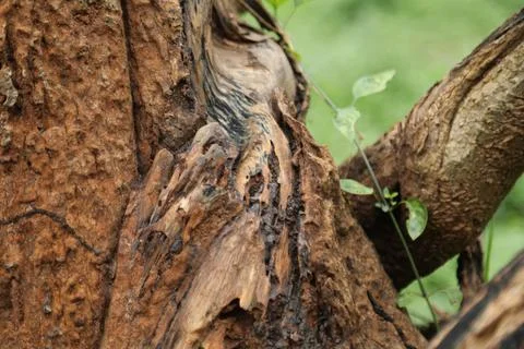 Damaged Tree Trunk texture macro shot Stock Photos