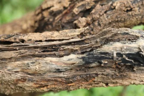 Damaged Tree Trunk texture macro shot Stock Photos
