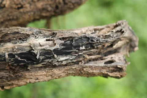 Damaged Tree Trunk texture macro shot Stock Photos
