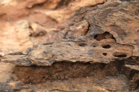 Damaged Tree Trunk texture macro shot Stock Photos