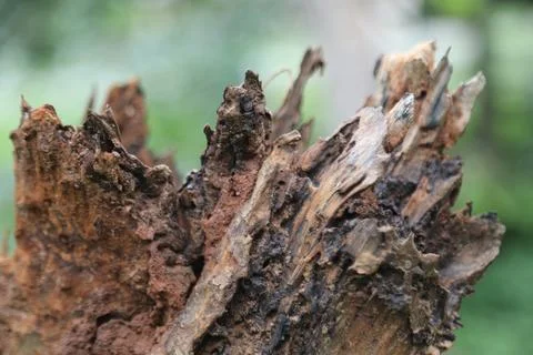 Damaged Tree Trunk texture macro shot Stock Photos