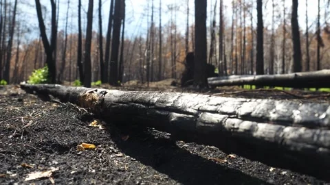 Damaged trees after wildfire. post-fire restoration. environmental problems Stock Footage 260722141