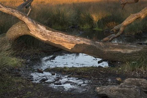 Damaged trees Stock-Fotos