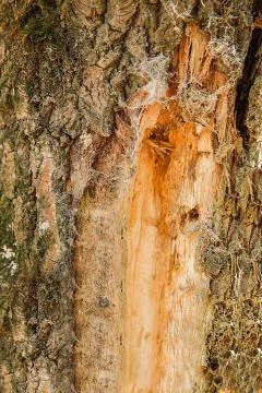 The damaged trunk of an old forest tree is covered with a white spider web Stock Photos
