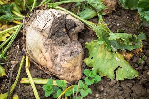 Damaged vegetables Stock Photos