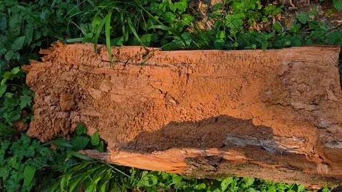Damaged, weathered tree bark in a dense forest. Stock Photos