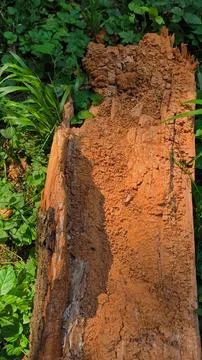Damaged, weathered tree bark in a dense forest. Stock-Fotos
