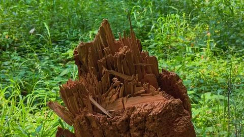 Damaged, weathered tree bark in a dense forest. Stock Photos