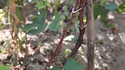 Damaged white grapes hanging from vine during harvest in autumn Stock Footage 81656041
