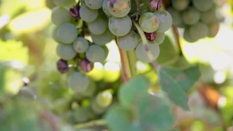 Damaged white grapes on vine after severe hailstorm Stock Footage 81655855