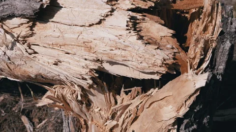 Damaged Wood Texture Macro Stock Footage 293271465