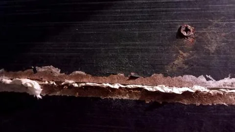 Damaged wood texture with rusty screw close up. Stock Photos