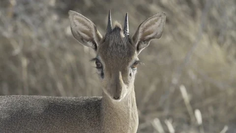 Damara Dik Dik Stock Footage 173120614