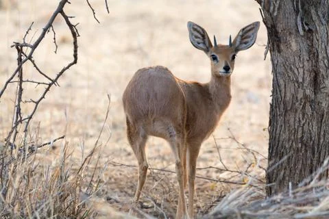 Damara Dik-dik, looking back Stock Photos