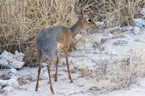 Damara Dik Dik Stock Photos