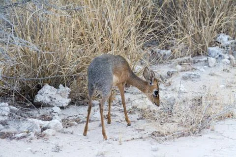 Damara Dik Dik Stock Photos