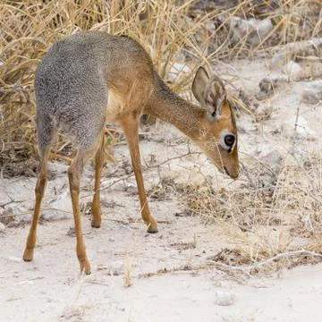 Damara Dik Dik Stock Photos