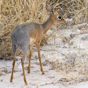 Damara Dik Dik Stock Photos