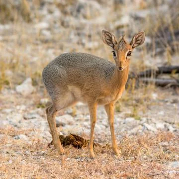 Damara Dik Dik Stock Photos