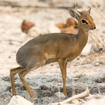 Damara Dik Dik Stock Photos