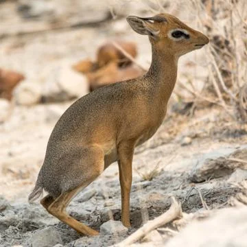 Damara Dik Dik Stock Photos