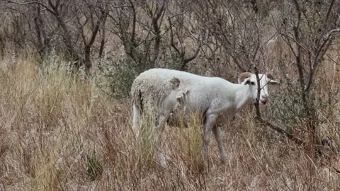 A Damara Sheep Ram Stock Footage 170709524