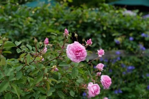Damask rose bush. Fotos Stock