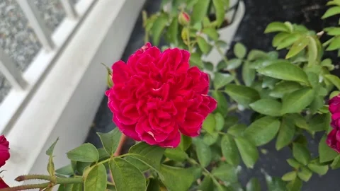 Damask Rose Fully Bloomed on Stalk in Flower Pot Under Natural Light Stock Footage 327101006