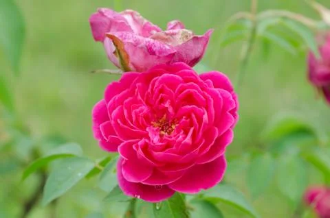 Damask rose Stock Photos