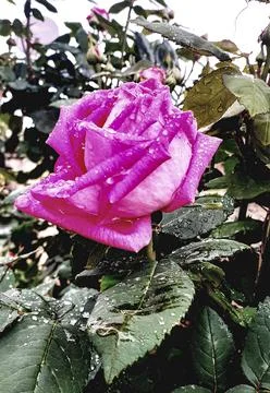 Damask rose with raindrops Fotos Stock