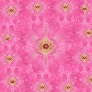 Damask rose seamless pattern  background Stock Photos