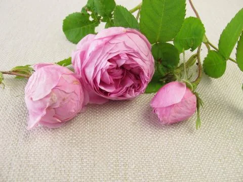 Damask roses Stock Photos