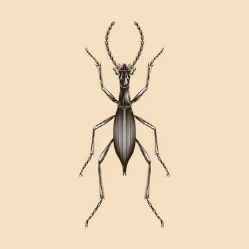 Damaster Blaptoides Capito illustration vector flat design Stock Illustration