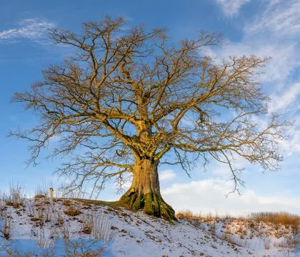 Dambja oak is  seventh largest tree in Latvia Stock Photos