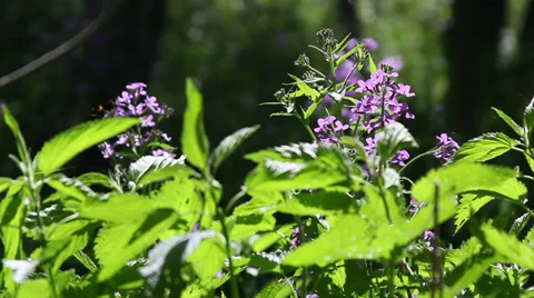 Dame's Rocket Stock Footage 35653639