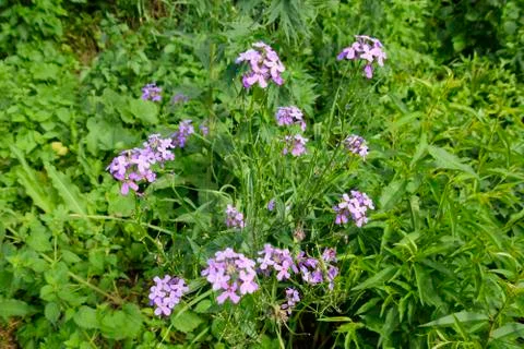 Dame's rocket. Hesperis matronalis Foto stock