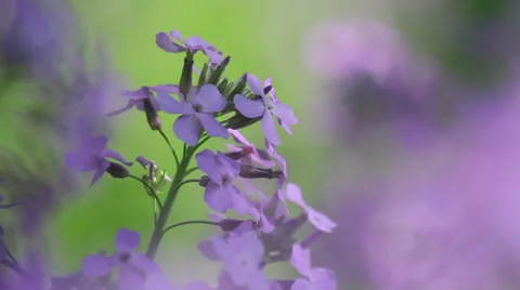 Dame's Rocket II Stock Footage 35653623