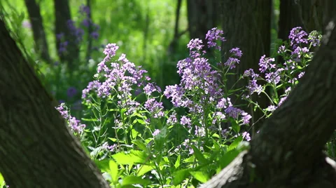 Dame's Rocket III 動画素材 35653604