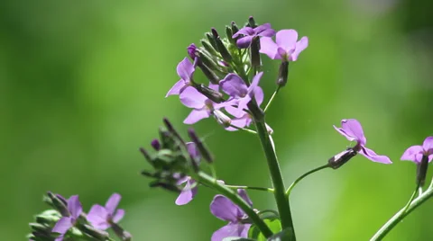 Dame's Rocket IV Stock Footage 35653486