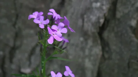 Dame's Rocket V Stock Footage 35653483