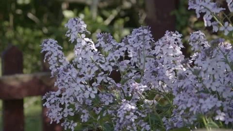 DAME'S VIOLET - SWEET ROCKET ( Hesperis matronalis ). Stock Footage 168223868