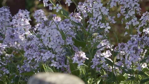 DAME'S VIOLET - SWEET ROCKET ( Hesperis matronalis ). Stock Footage 168226199