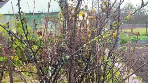 Damp autumn light highlights textured shrubbery and distant rural Stock-Footage 319953081