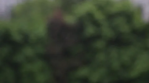 Damp earth and mosquitoes Stock Footage 30596971