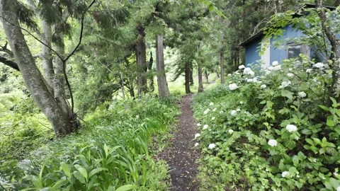 Damp Forest Path Stock Footage 324801273